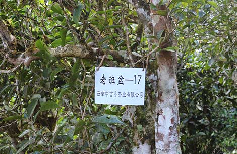 不朽情缘官网登录入口茶园