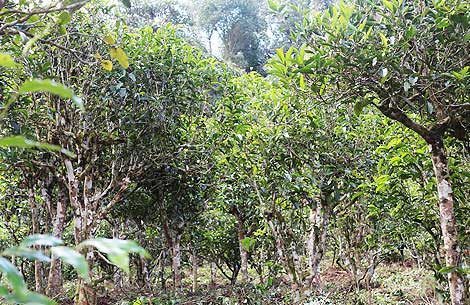 不朽情缘官网登录入口茶园