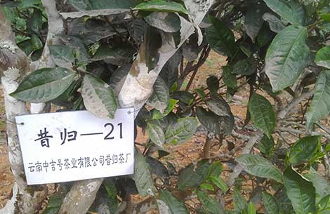 不朽情缘官网登录入口茶园