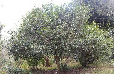 不朽情缘官网登录入口茶园